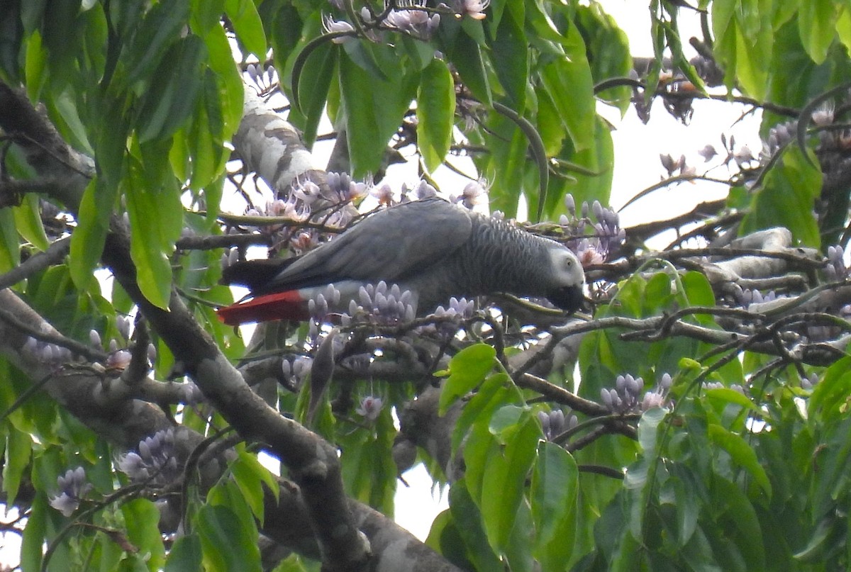 Gray Parrot (Gray) - ML632494281