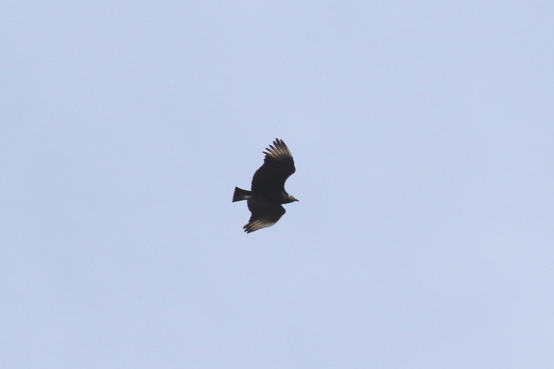 Black Vulture - ML632494322