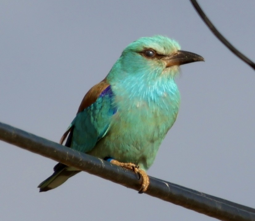 European Roller - ML632494342