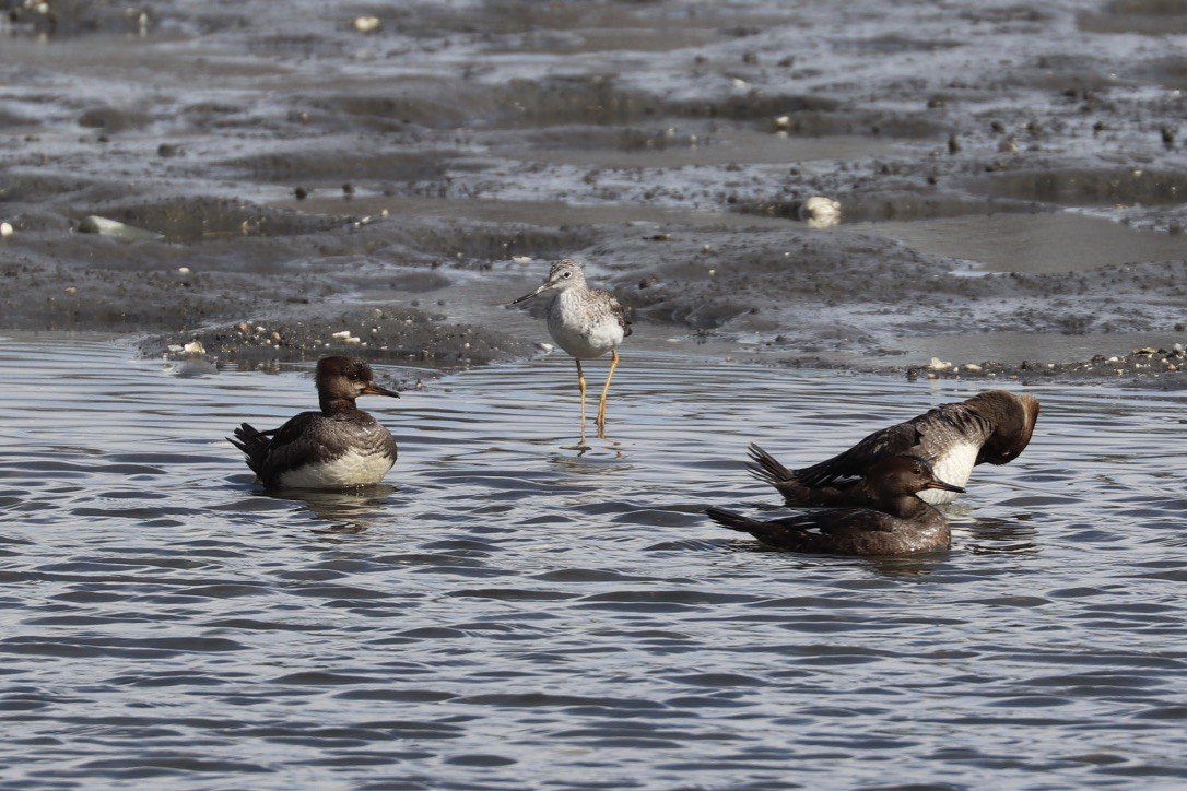 Greater Yellowlegs - ML632494441