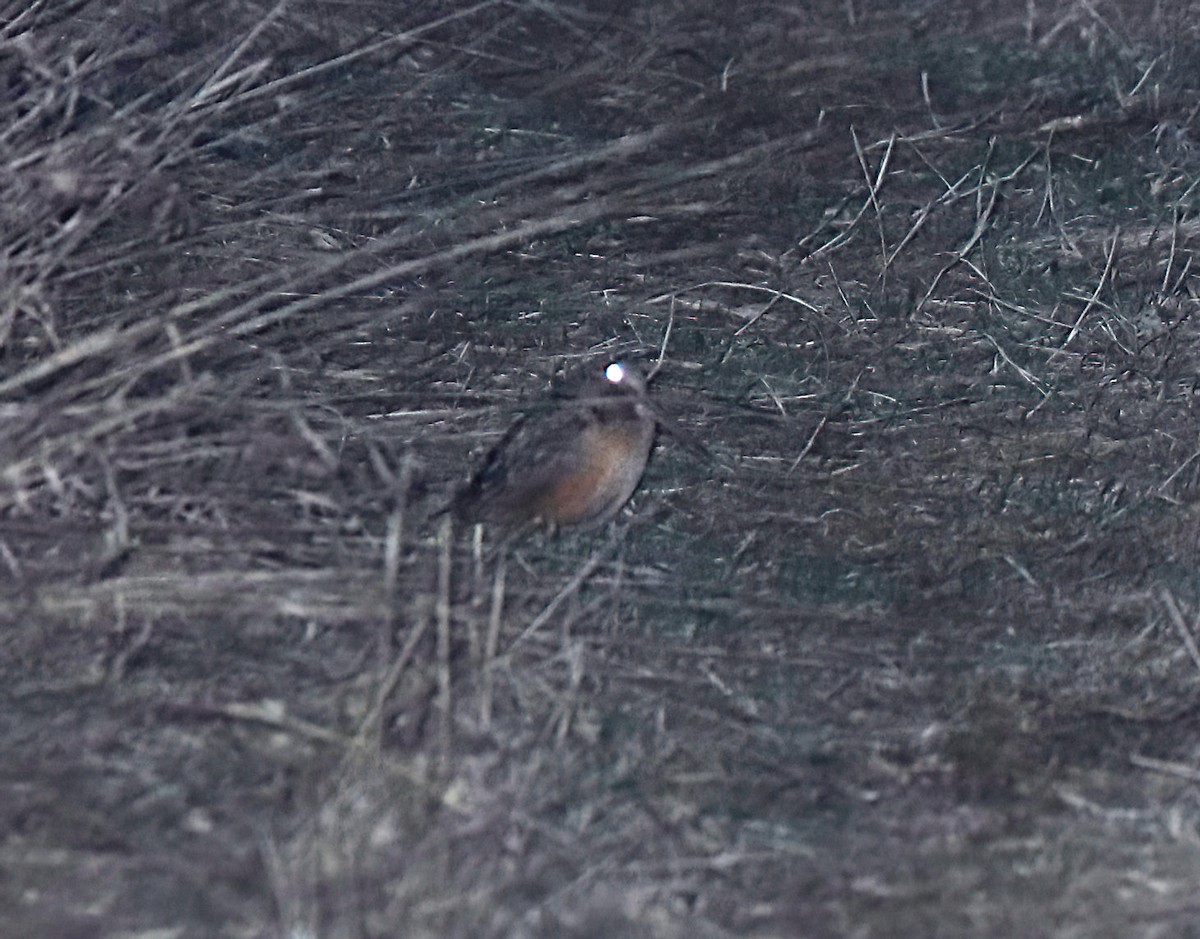 American Woodcock - ML632494477