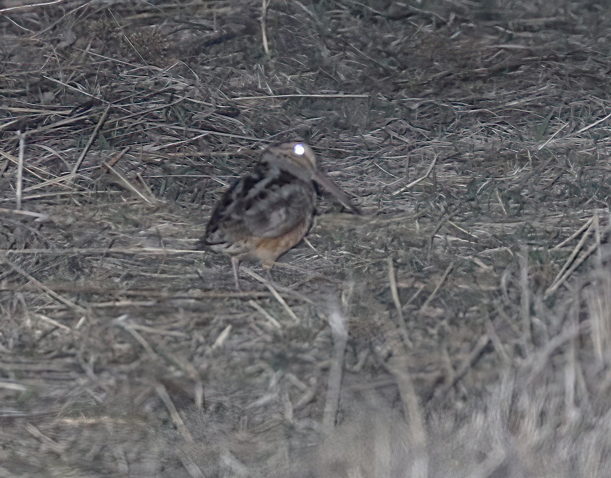 American Woodcock - ML632494478
