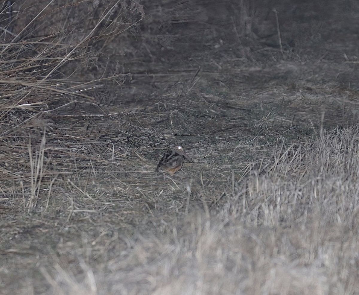American Woodcock - ML632494479