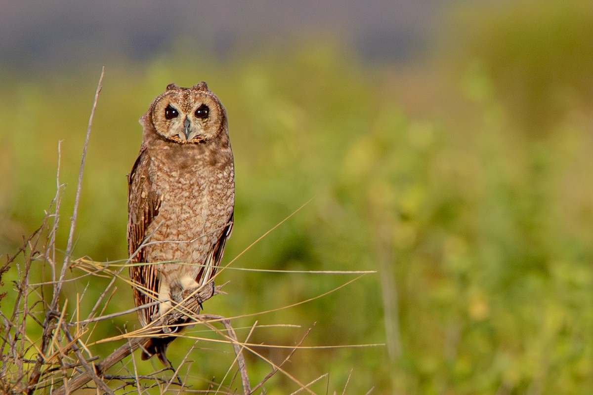 Hibou du Cap - ML632494552