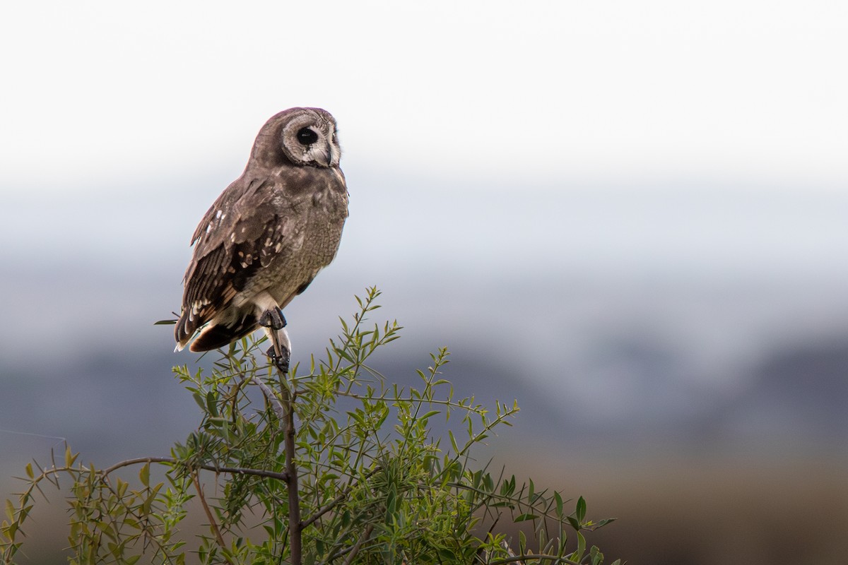 Hibou du Cap - ML632494553