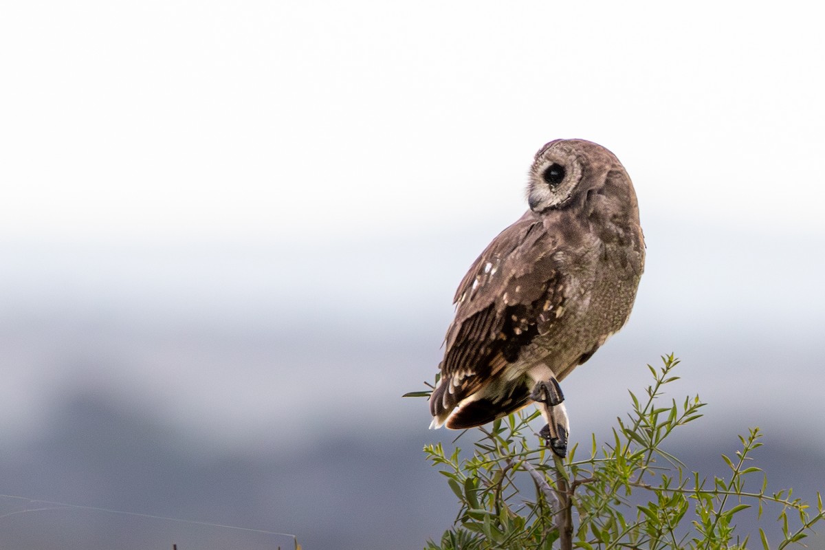 Hibou du Cap - ML632494554