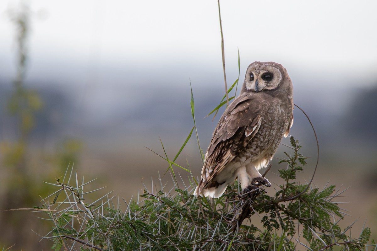 Hibou du Cap - ML632494555
