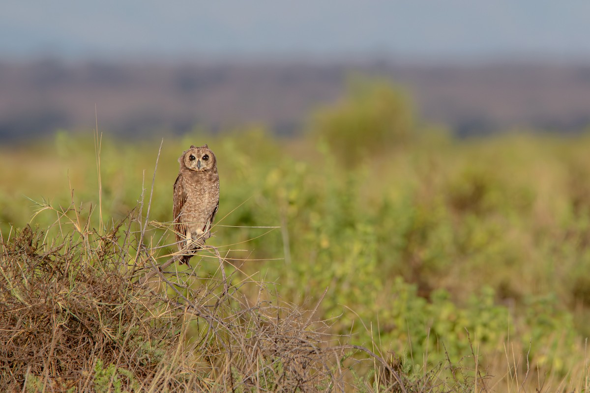 Hibou du Cap - ML632494556