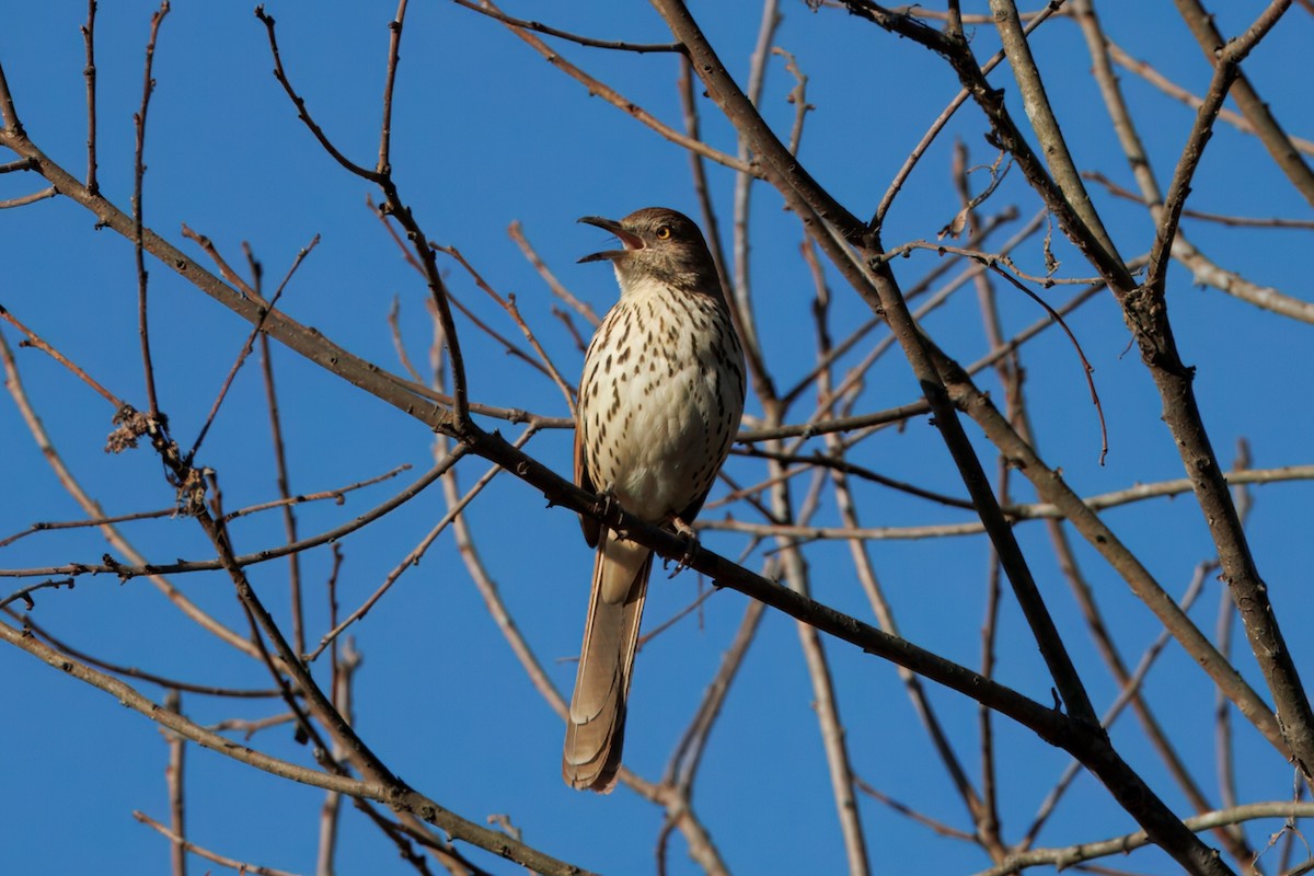 Brown Thrasher - ML632494682