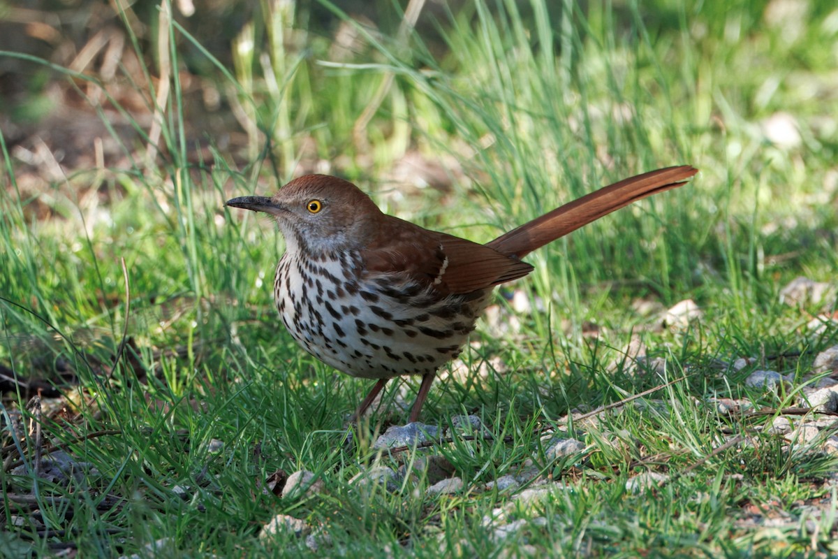 Brown Thrasher - ML632494683