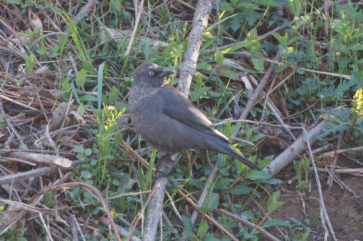 Rusty Blackbird - ML632494693