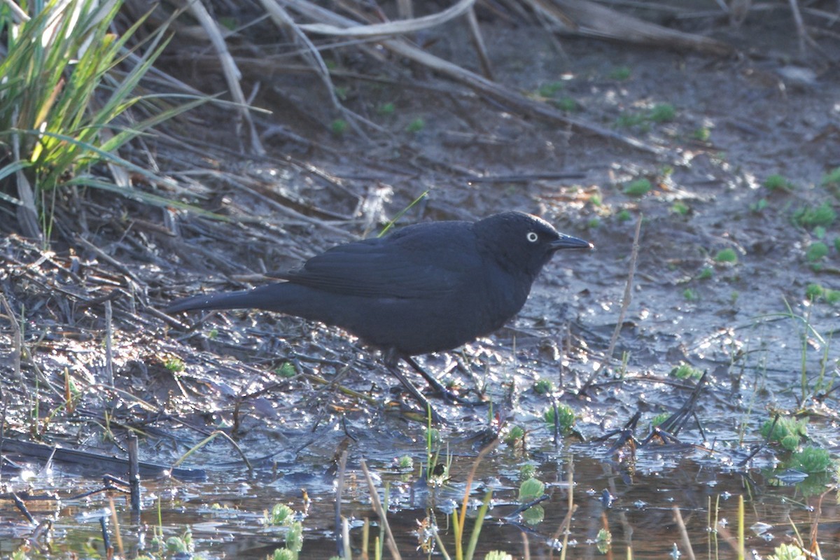 Rusty Blackbird - ML632494694