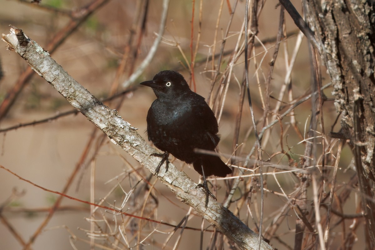 Rusty Blackbird - ML632494695