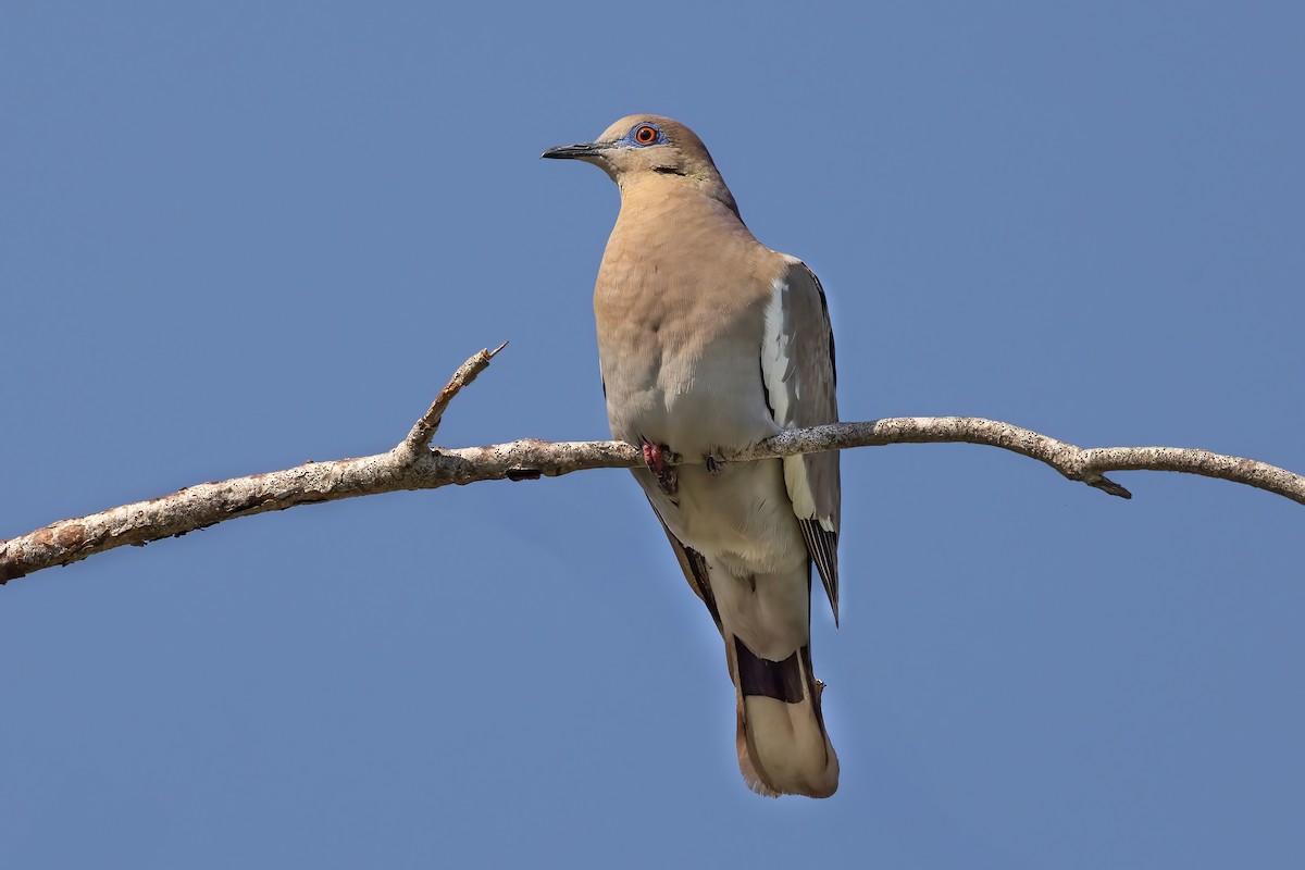 White-winged Dove - ML632494714