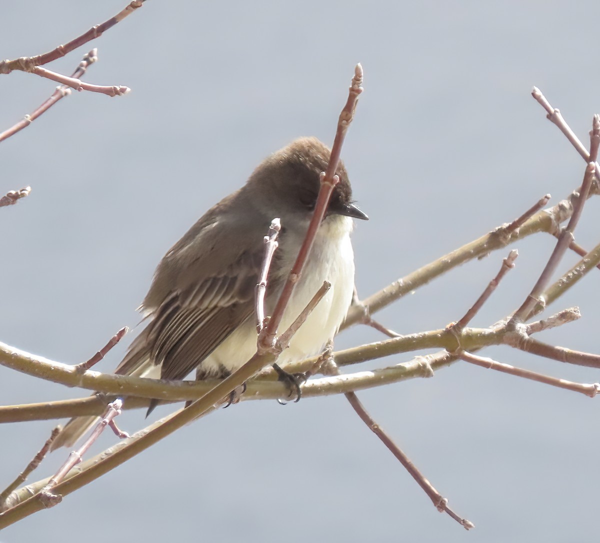 Eastern Phoebe - ML632494723