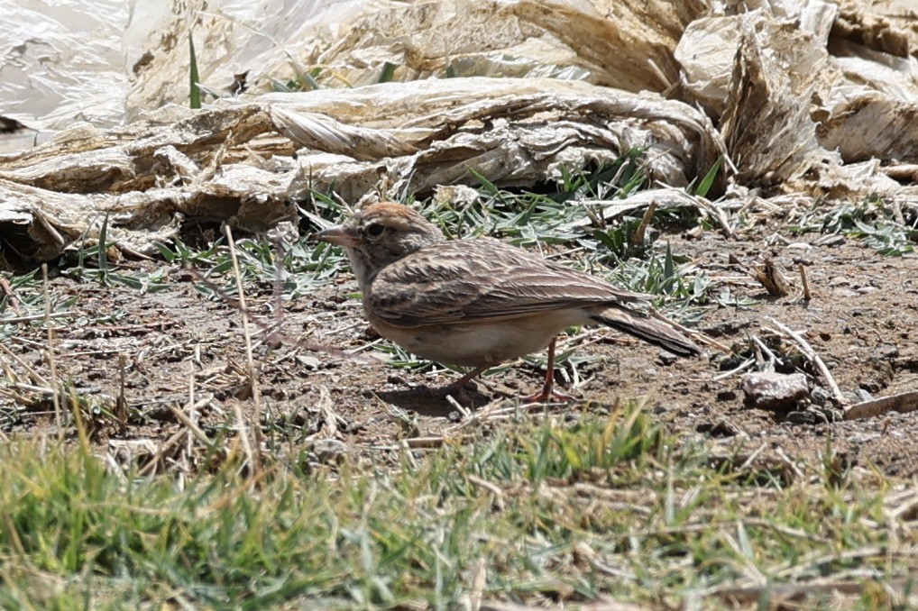 Rufous-capped Lark - ML632494730