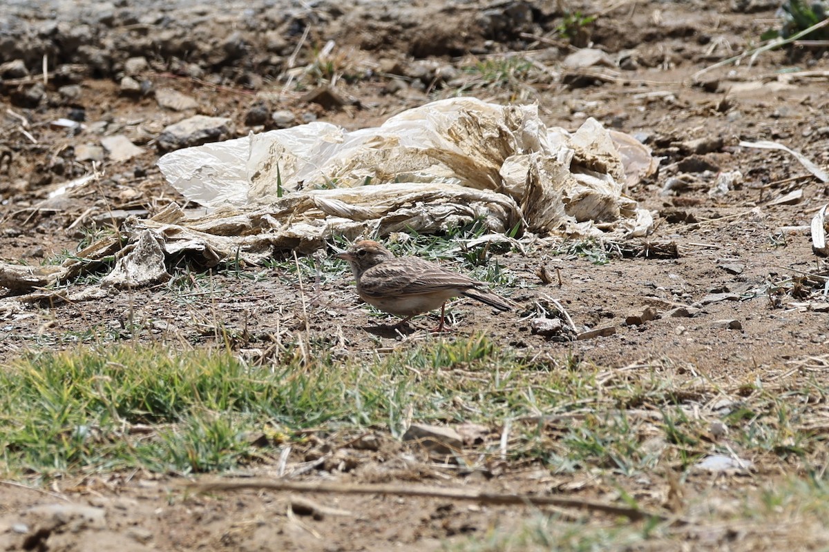 Rufous-capped Lark - ML632494731