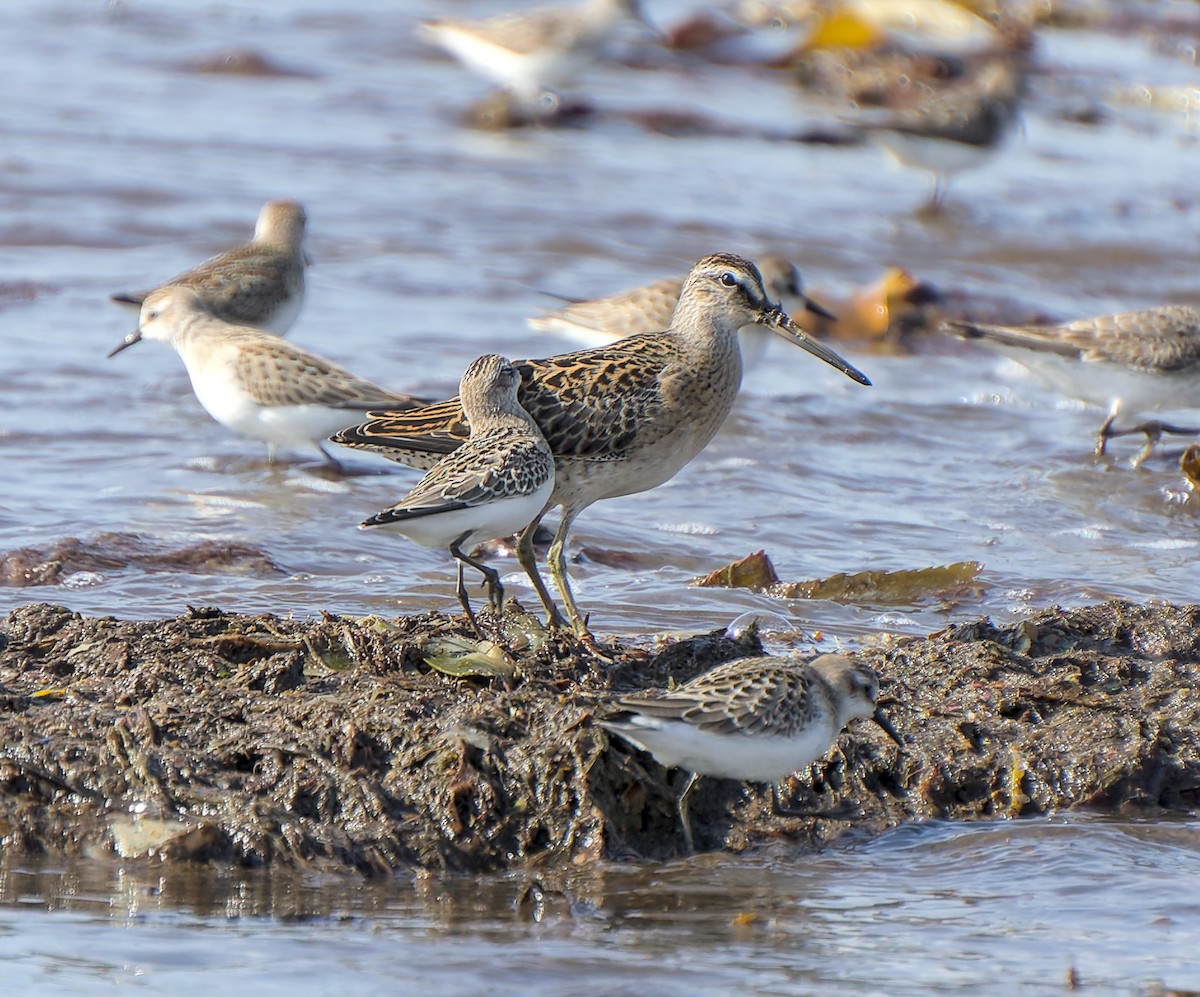 Short-billed Dowitcher - ML632494734