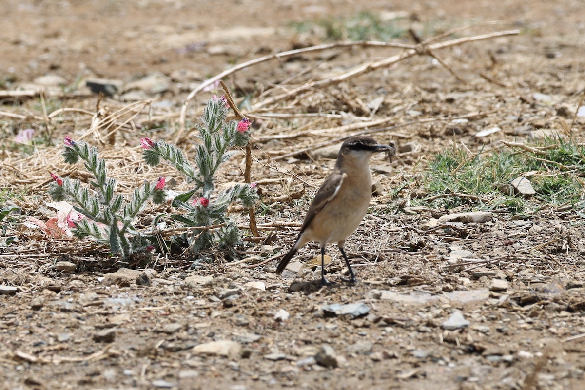 Buff-breasted Wheatear - ML632494737