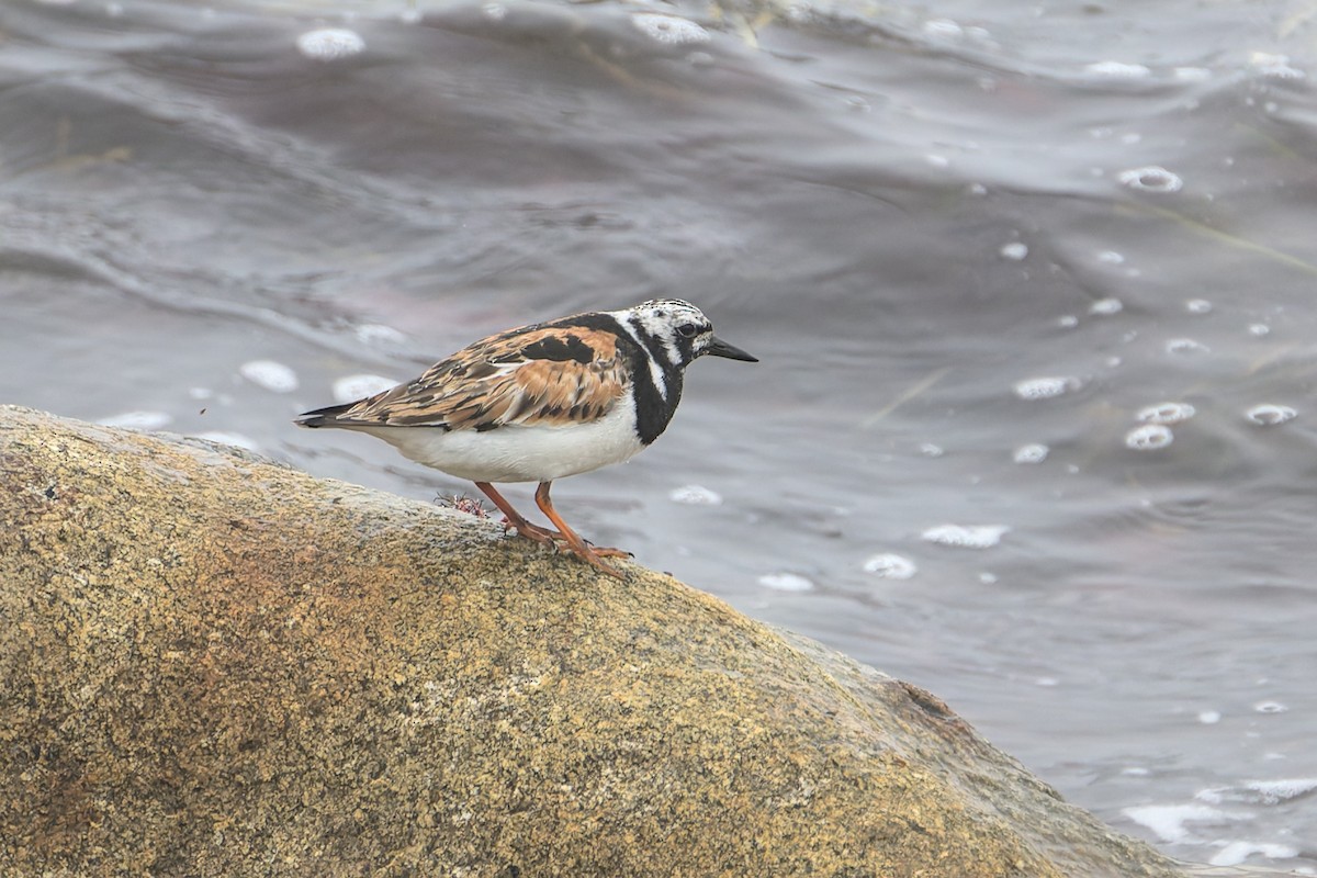Ruddy Turnstone - ML632494803