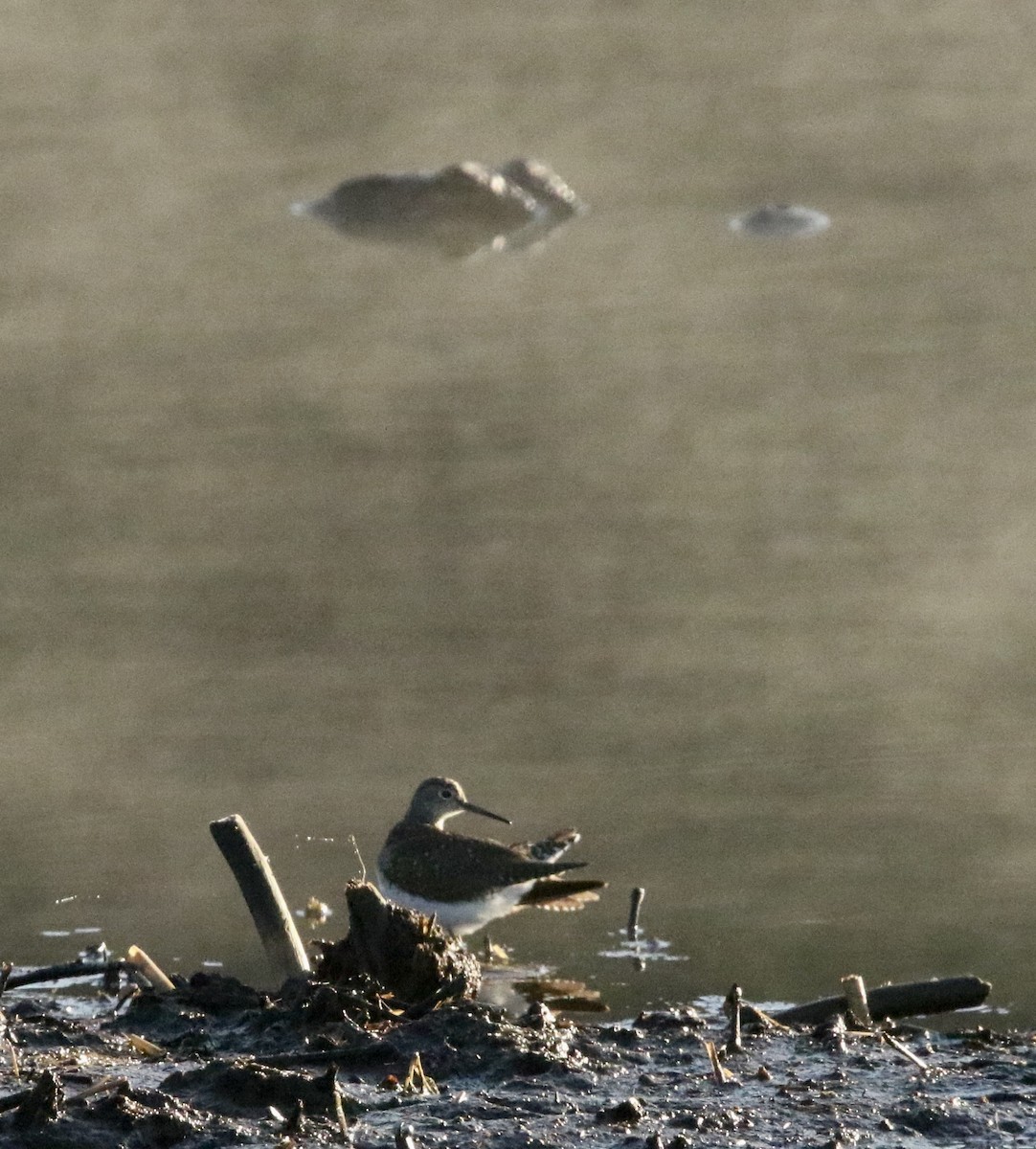 Solitary Sandpiper - ML632494807