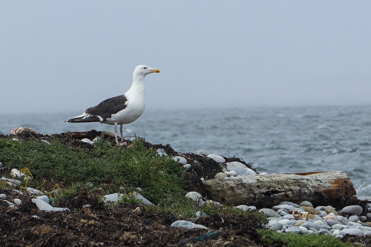 Great Black-backed Gull - ML632494810