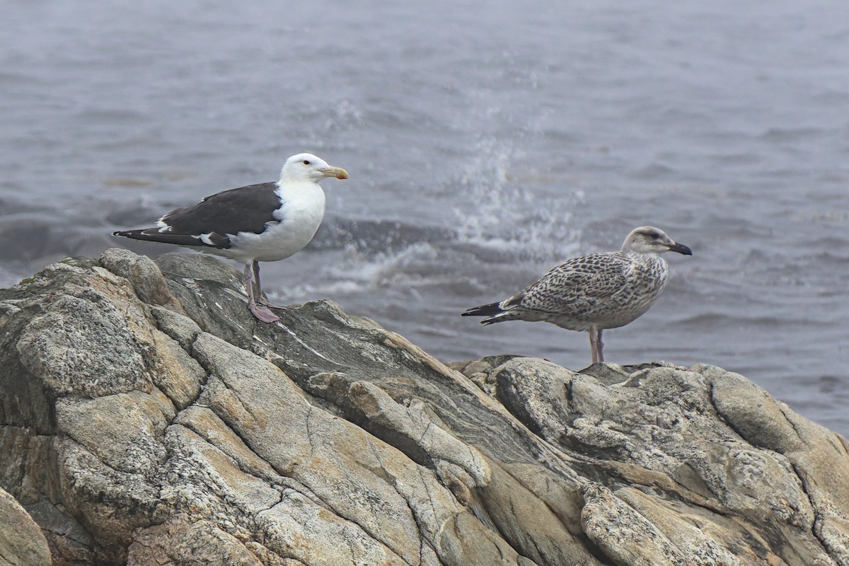 Great Black-backed Gull - ML632494817