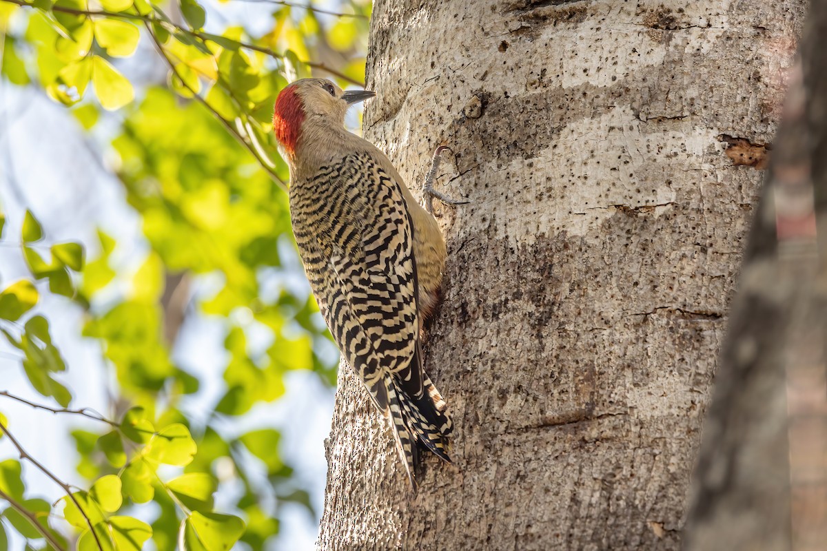 West Indian Woodpecker - ML632494854