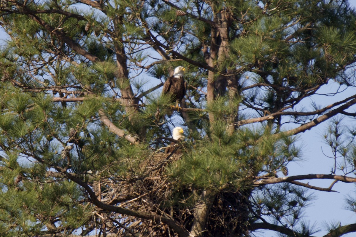 Bald Eagle - ML632494902