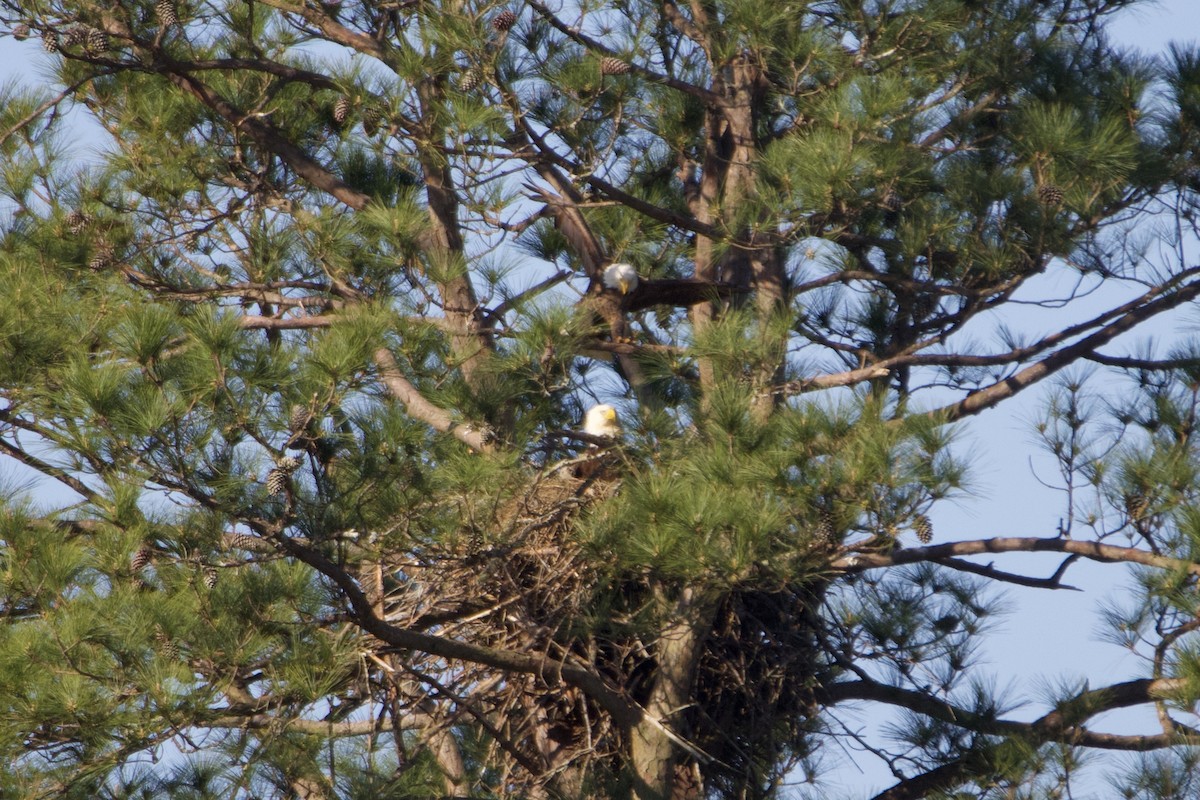 Bald Eagle - ML632494903