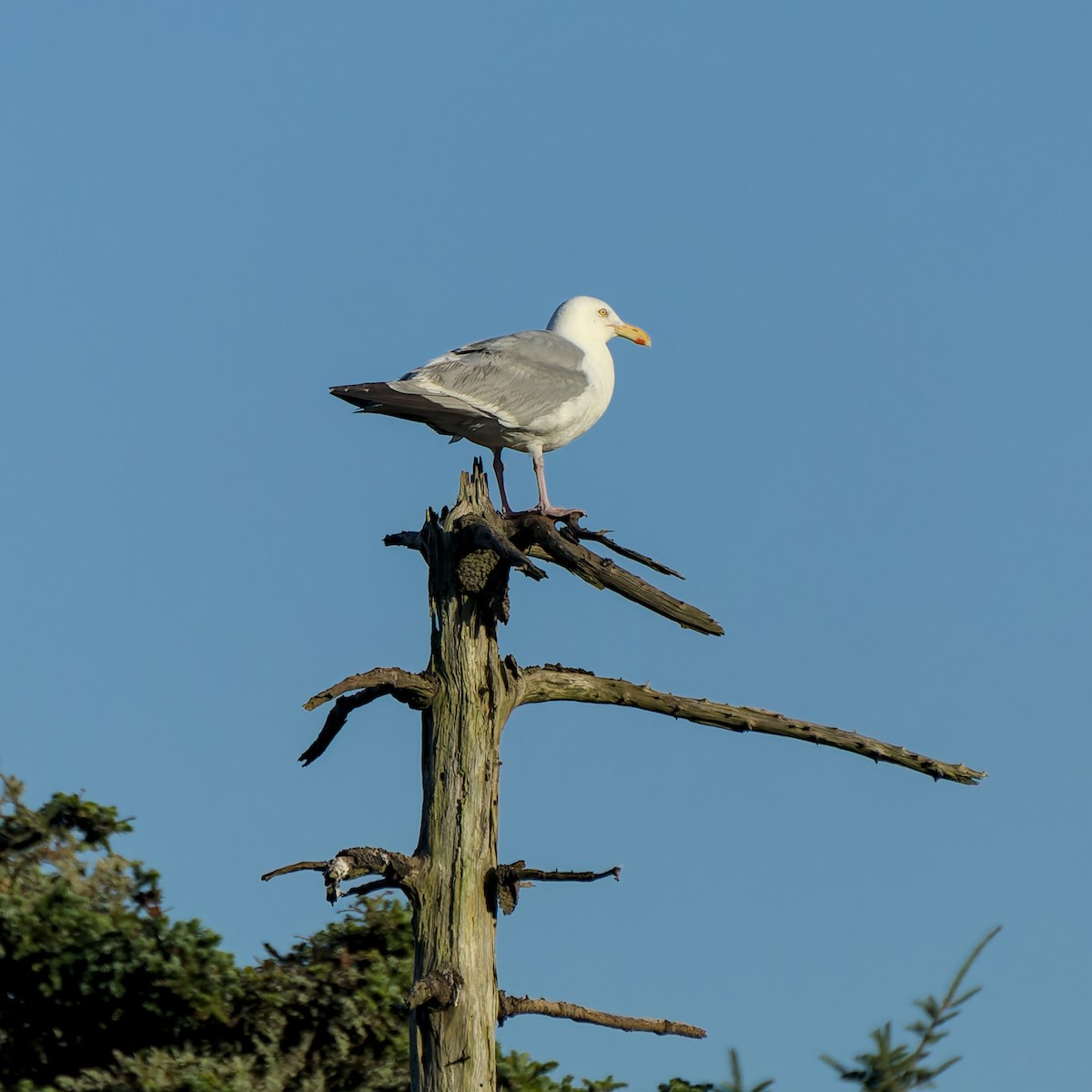 American Herring Gull - ML632494909