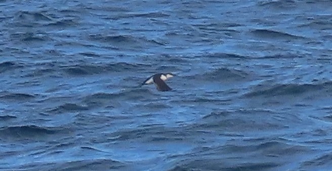 Common Murre - ML632494914