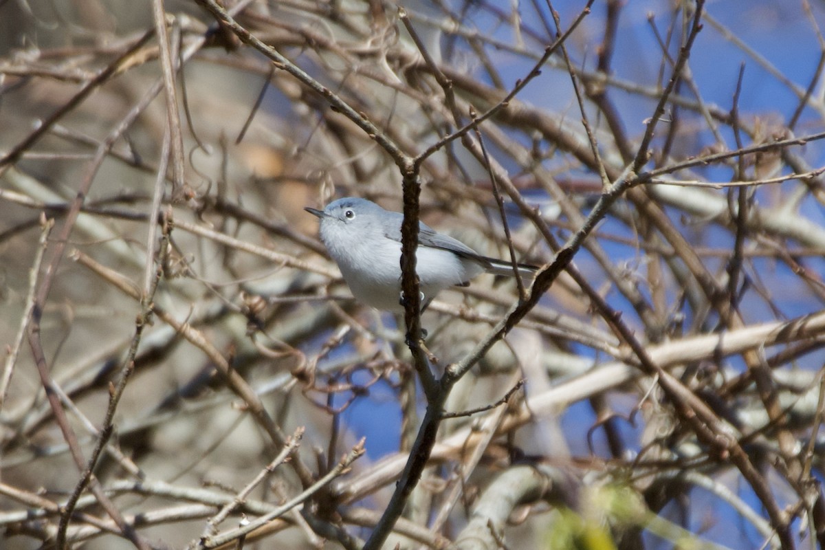 Blue-gray Gnatcatcher - ML632494942