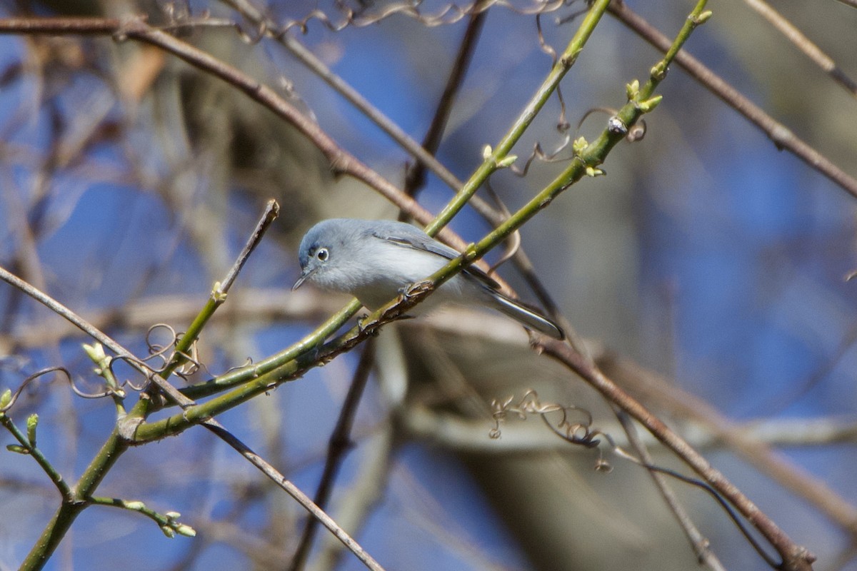 Blue-gray Gnatcatcher - ML632494943