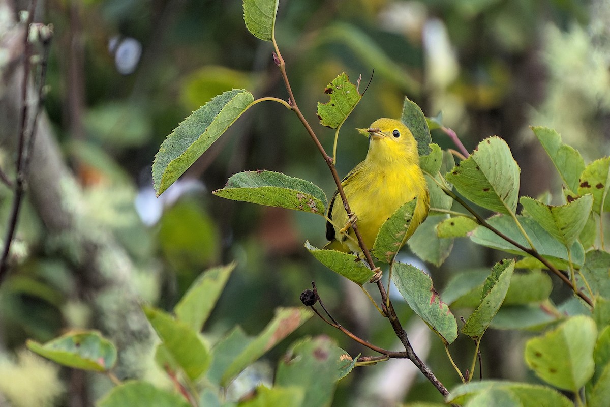 Yellow Warbler - ML632494982