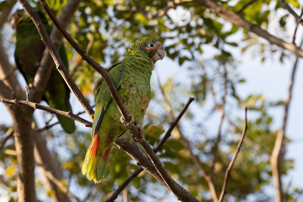 Cuban Amazon (Cayman Is.) - ML632495060