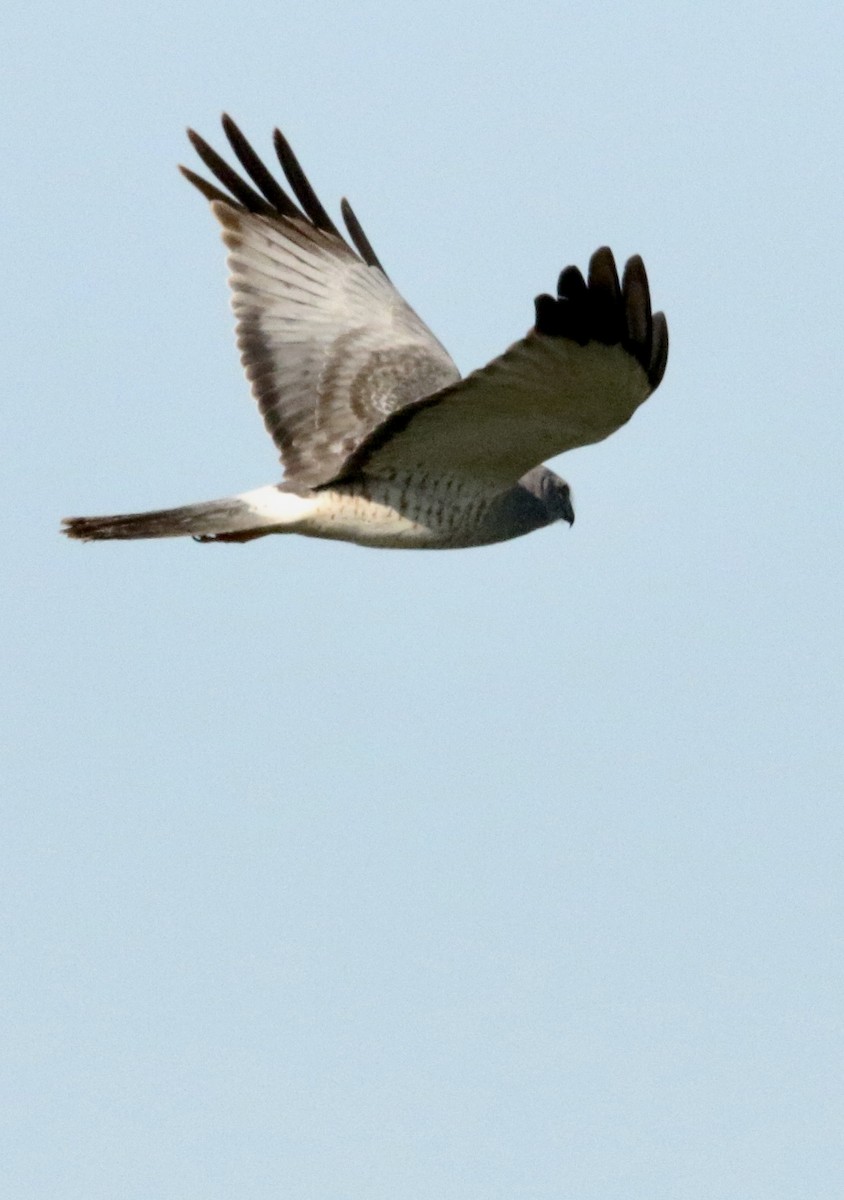 mørkmyrhauk - ML632495062