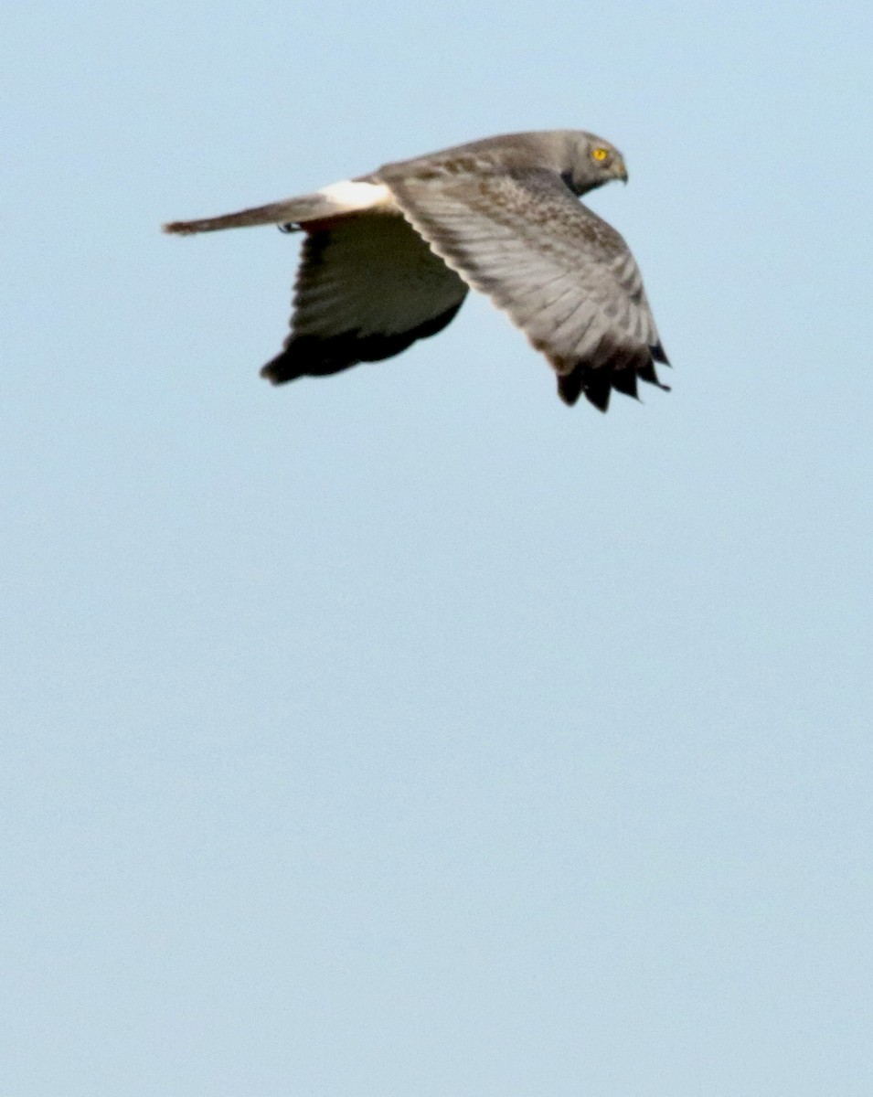 mørkmyrhauk - ML632495136