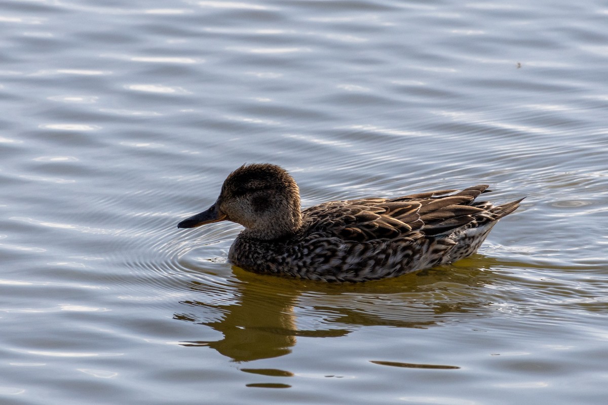 Green-winged Teal - ML632495466