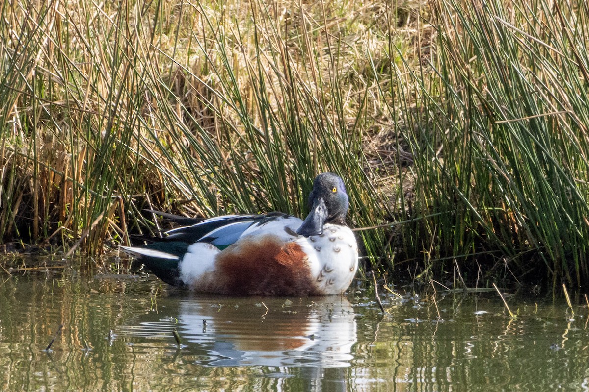 Northern Shoveler - ML632495472