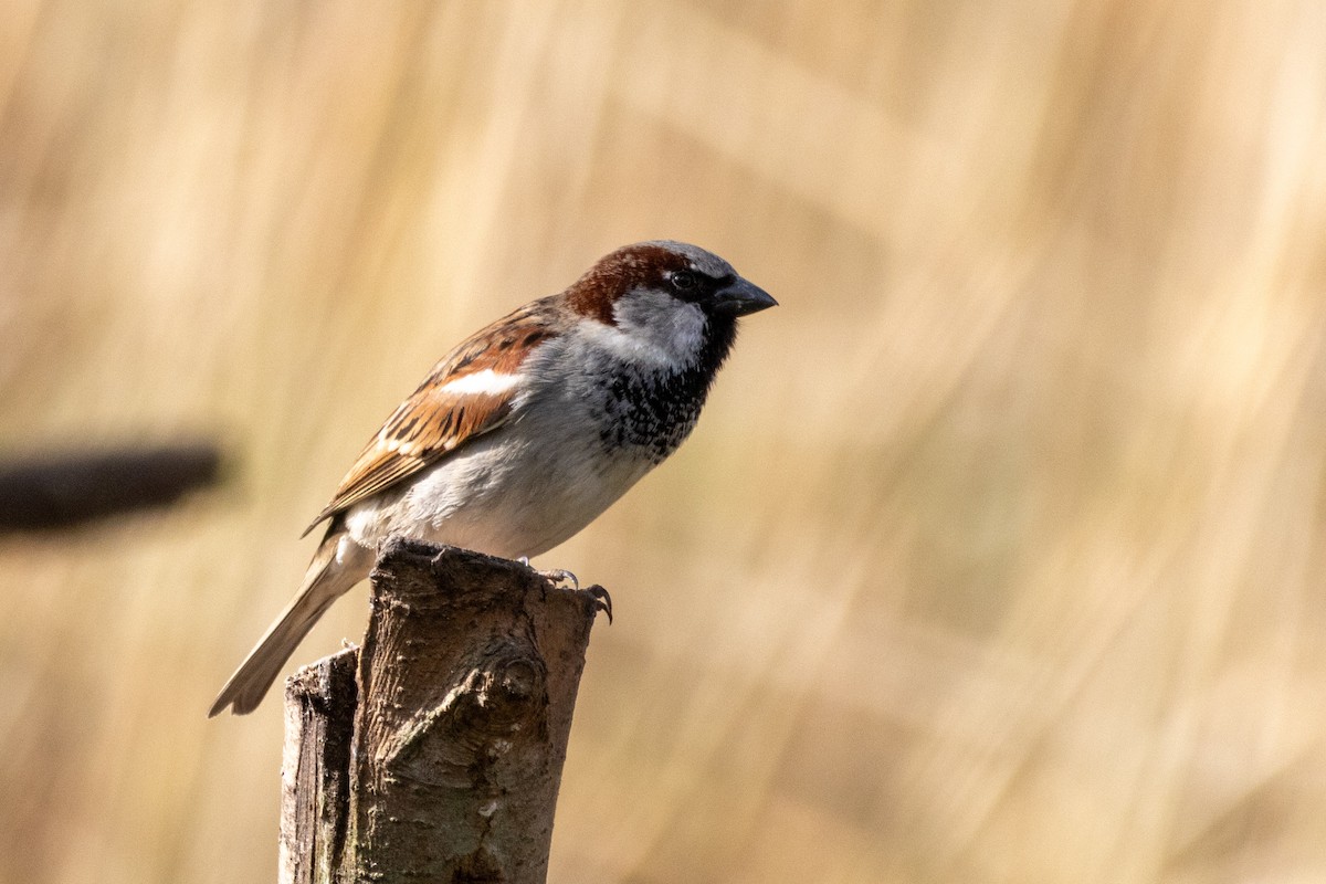 House Sparrow - ML632495491