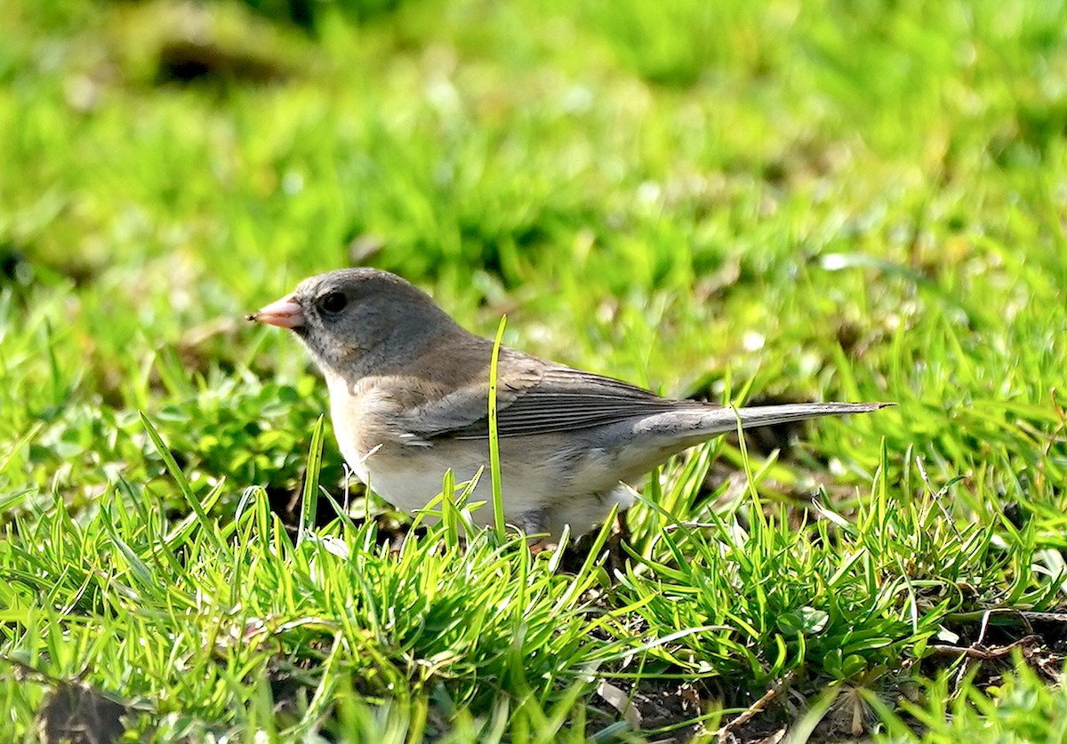 Dark-eyed Junco - ML632495517
