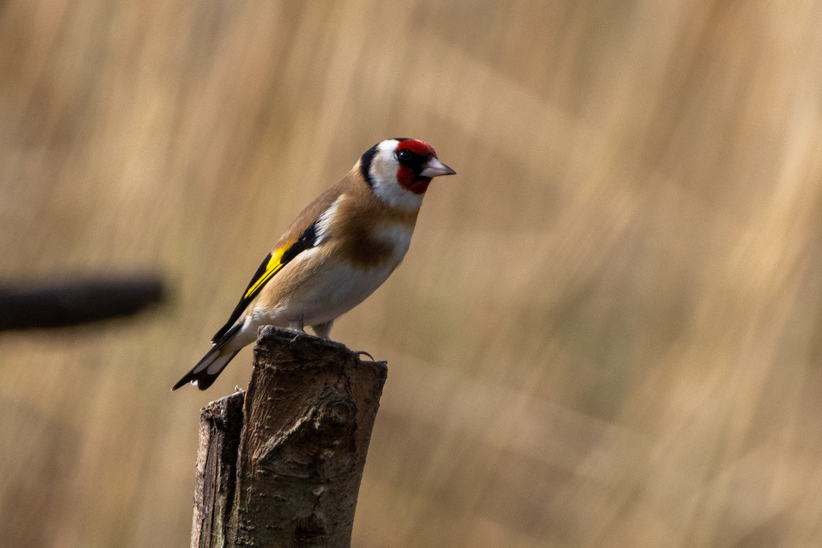 European Goldfinch - ML632495525