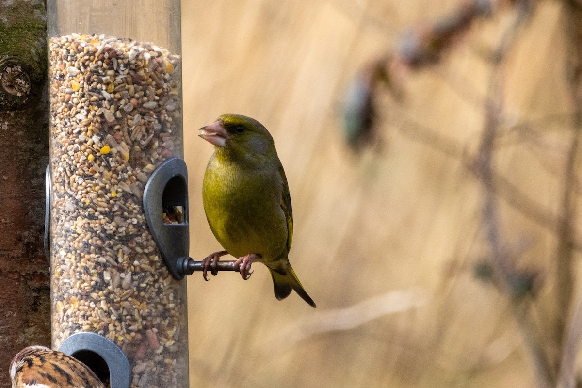 European Greenfinch - ML632495532
