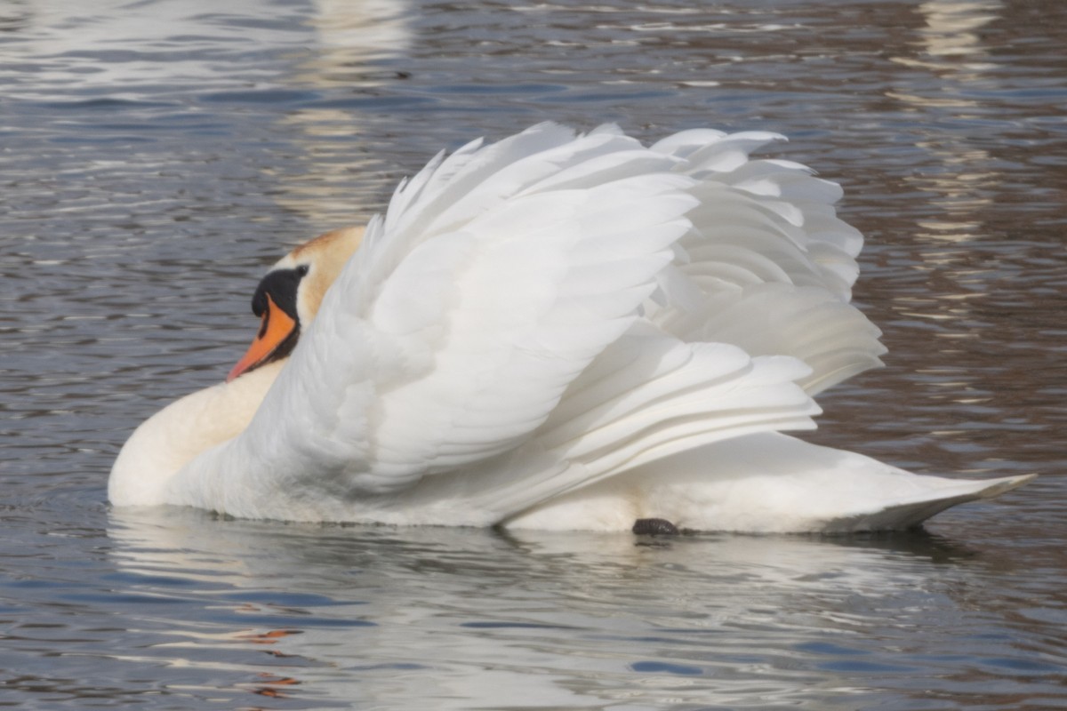 Mute Swan - ML632495539