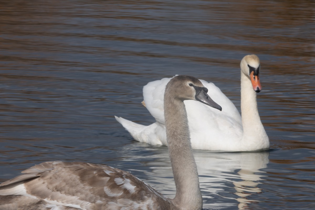 Mute Swan - ML632495543