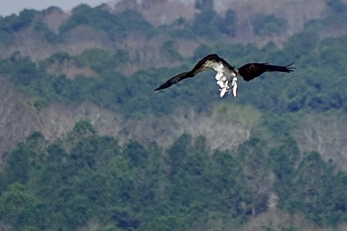 Osprey - ML632495560