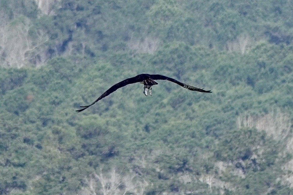 Osprey - ML632495562