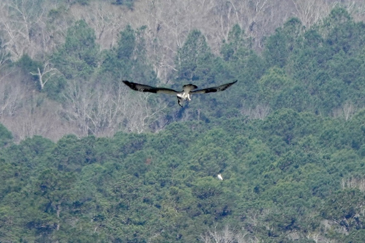 Osprey - ML632495563