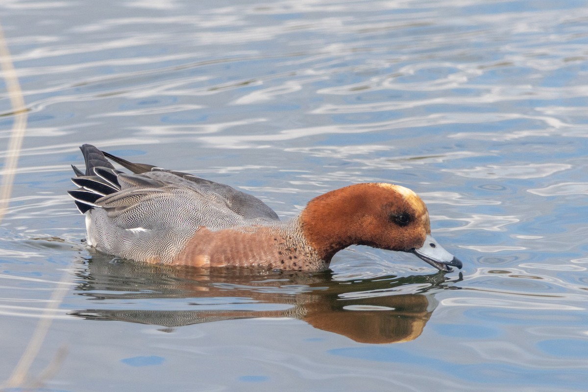 Eurasian Wigeon - ML632495578